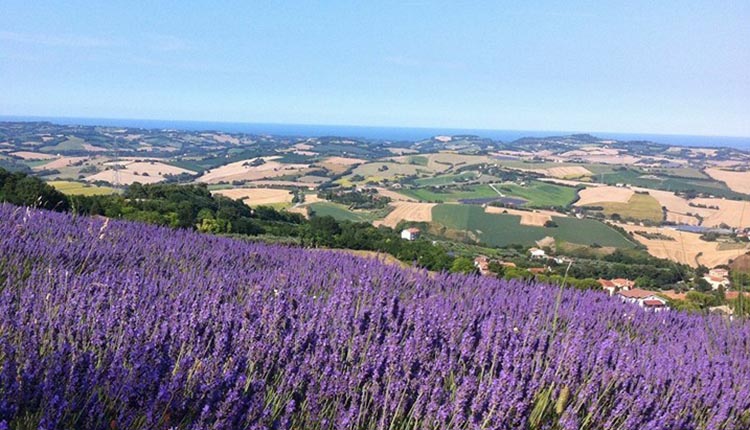 Lavanda in fiore Mombaroccio