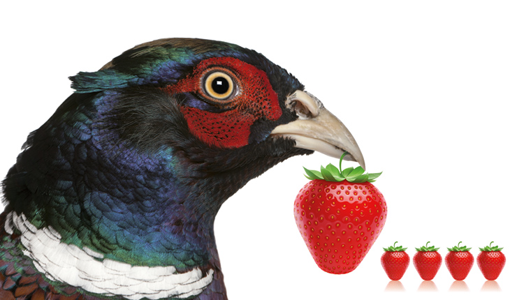 festa del fagiano e della fragola a fenile di Fano (PU)