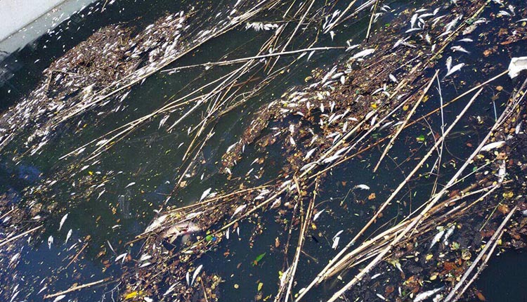 pesci morti nel canale Albani di Fano