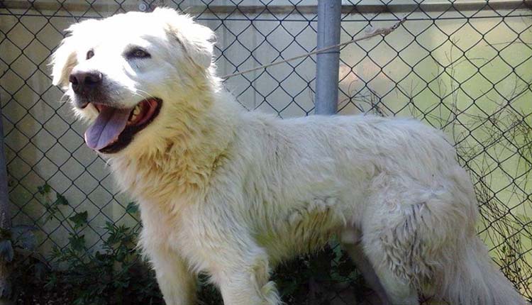 Adozione pelosi cane Snow
