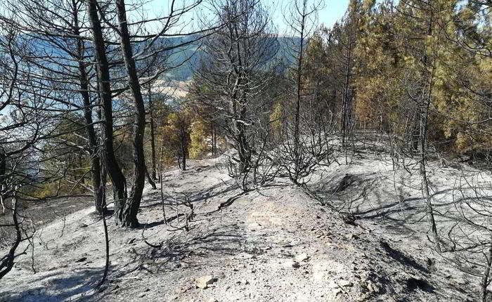 cesane incendio