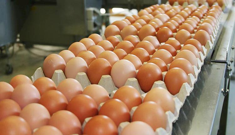 uova contaminate fipronil caso nelle marche