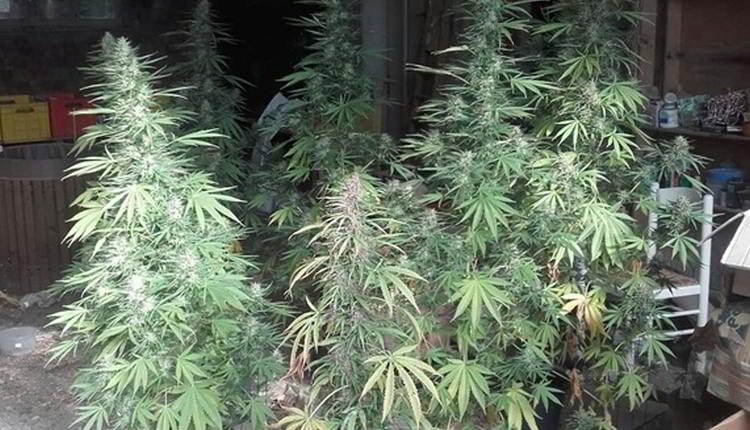 marijuana carabinieri san giorgio
