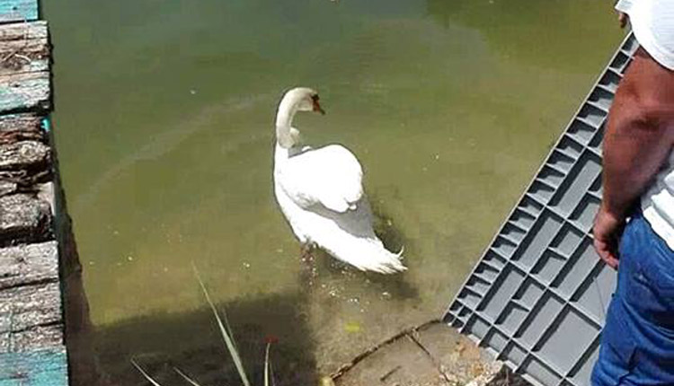 canale albani fano trasferimento anatidi