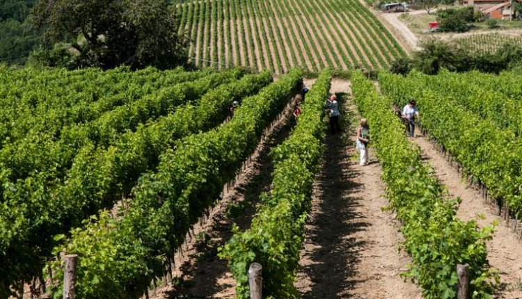 settore vinicolo scadenza regione Marche