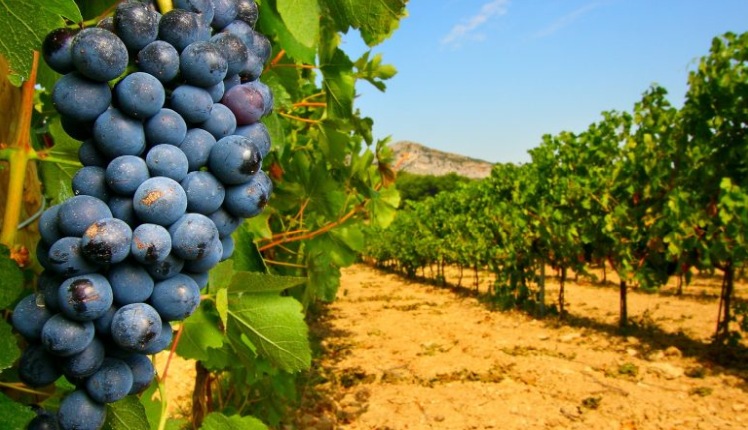 vigneti domande autorizzazioni