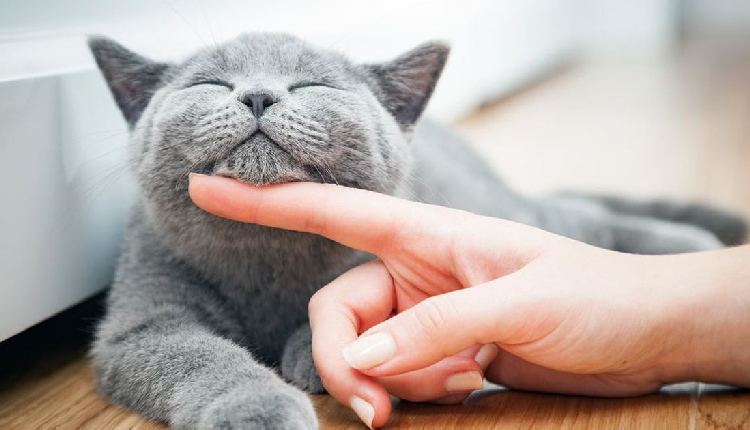 gatti corso