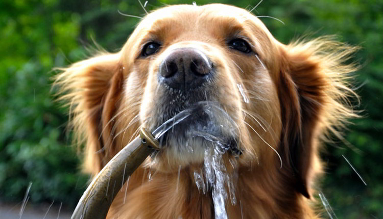 sgambatoi cani fano