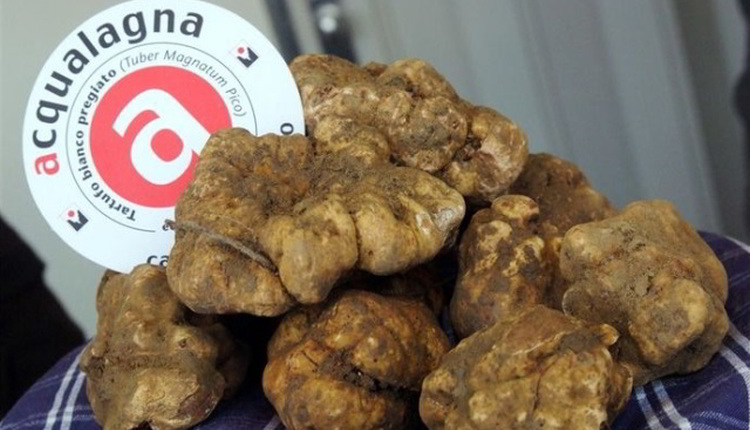 tavolo_regionale_tartufo