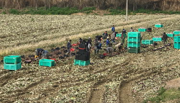 caporalato_marche