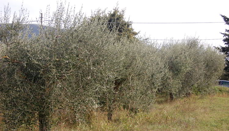 olio oliva regionale