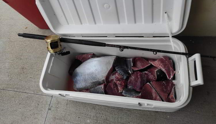 tonno rosso guardia costiera pesaro