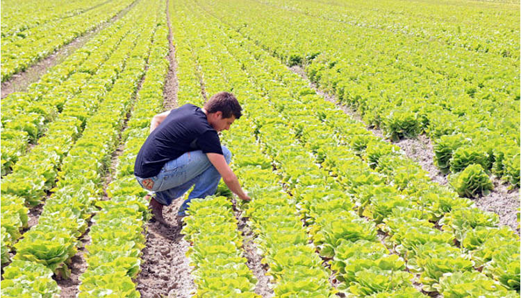 coldiretti marche lavoro nei campi