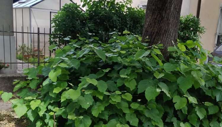 viale_stazione_2